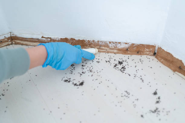 Best Affordable Pest Control Services  in Junction City, KY